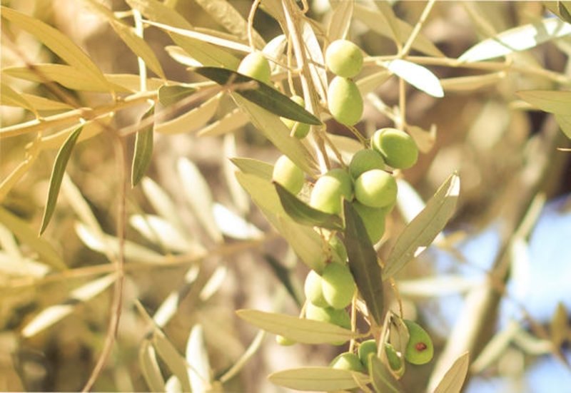zeytin kolonyasi limona karsi ekonomi