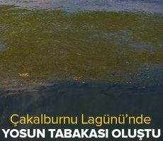 Çakalburnu Lagünü yeşile büründü: Deniz yosunu alarmı