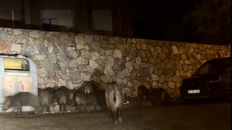 Açlıkla baş edemeyen domuzlar şehre indi