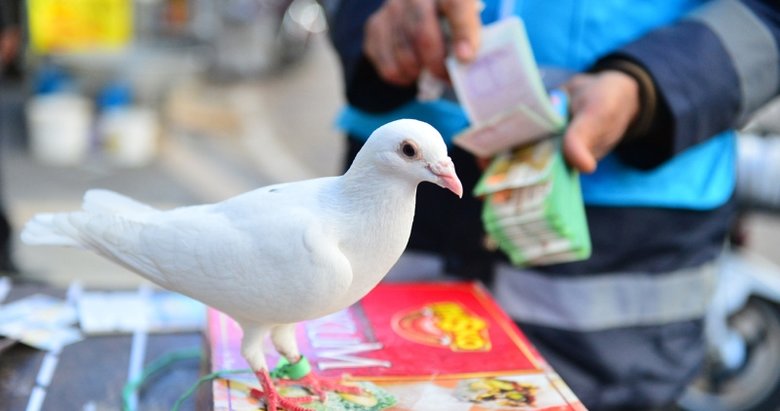 Milli Piyango çekiliş sonucu sorgula! İşte 2022 MPİ tam sıralı liste...