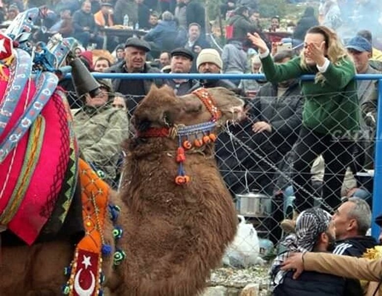 80 milyonluk vurgun yapmıştı! ’Süperstar’ Alev’in develerine el koyuldu