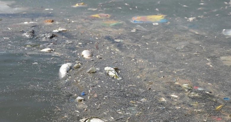 İzmir’de toplu balık ölümü! Binlercesi kıyıya vurdu