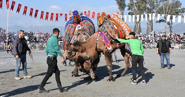 Aydın’da 180 deve arenaya çıktı