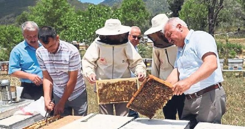 Muğlalı arıcılara damızlık 100 adet ana arı dağıtımı