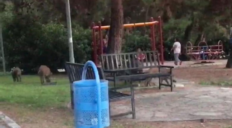 İzmir’de domuzlar evcilleşti dedirten görüntü