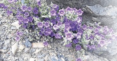 Küçük Çan’ı koruyalım yok olmasın