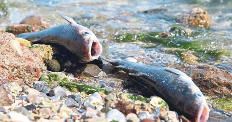İzmir körfezindeki balıkların ölüm nedeni belli oldu