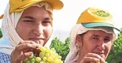 Üretici üzümde müjde bekliyor
