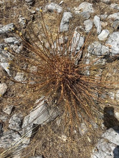 Aydın’da 11 adet kaldı, koparmanın cezası cep yakıyor