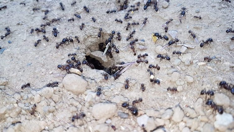 Karıncaların yiyecek telaşı deprem habercisi mi?