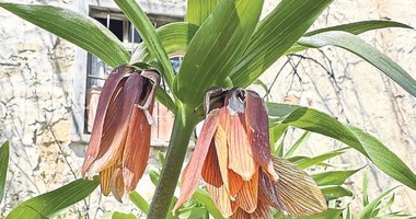 Hüzünlü yolculuğun en narin misafiri ters lale