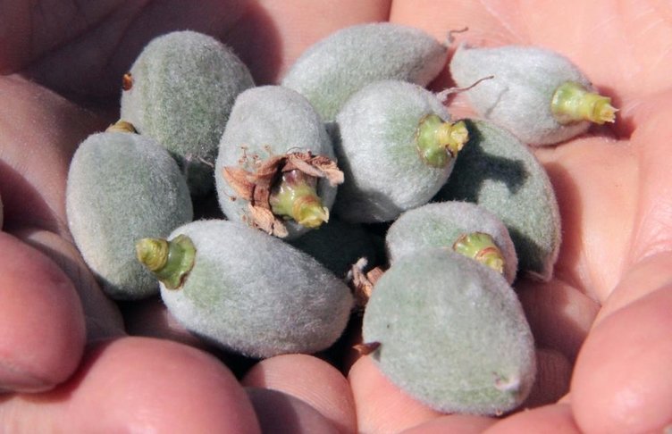 Kilosu 2 bin liradan başlıyor! Mevsimin ilk çağlası çıktı