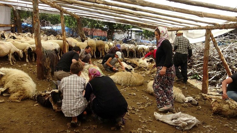Yörüklerin geleneksel koyun kırkımı şölen havasında yapılıyor