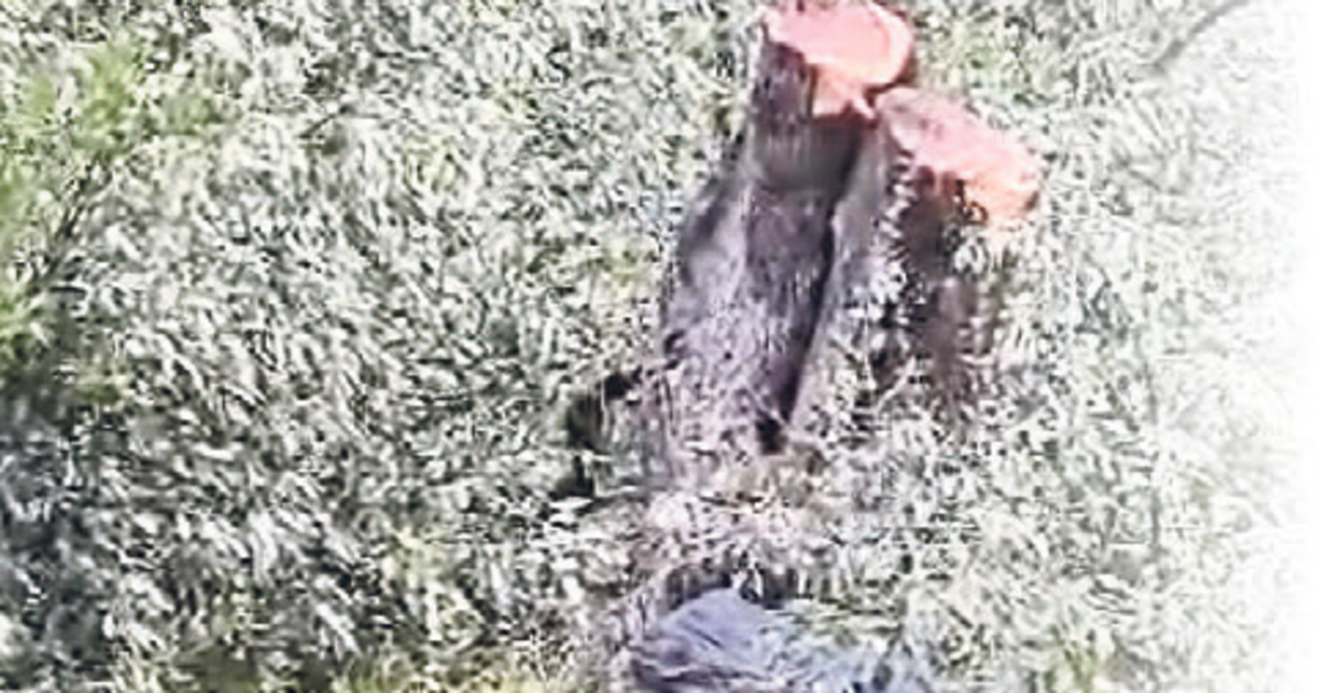 Milas’ta ağaç kıyımı