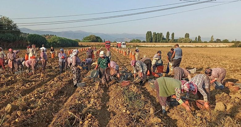 Tarım işçileri korona virüse ve sıcağa rağmen yoğun mesaide