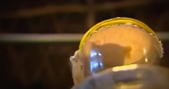 Yılan zehri kanı bakın ne hale getirdi! Görenler dehşete düştü