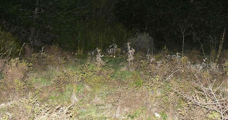 İzmir’de korkunç kadın cinayeti! Boğup ormanlık alana attı