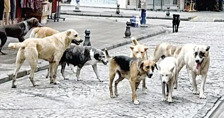 Aydın’da sokak hayvanları sorunu çözüme kavusacak