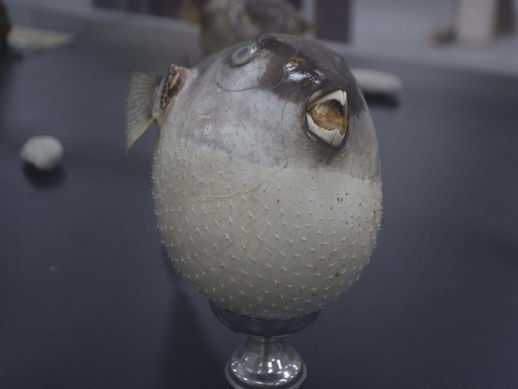 Deniz suyu soğudu, egzotik türdeki balıklar Ege’yi terk etti