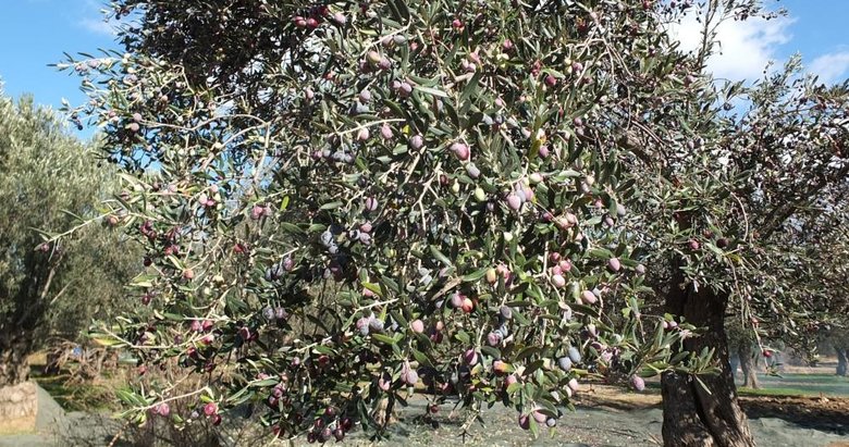 Balıkesir’de zeytin üreticileri zor günler yaşıyor