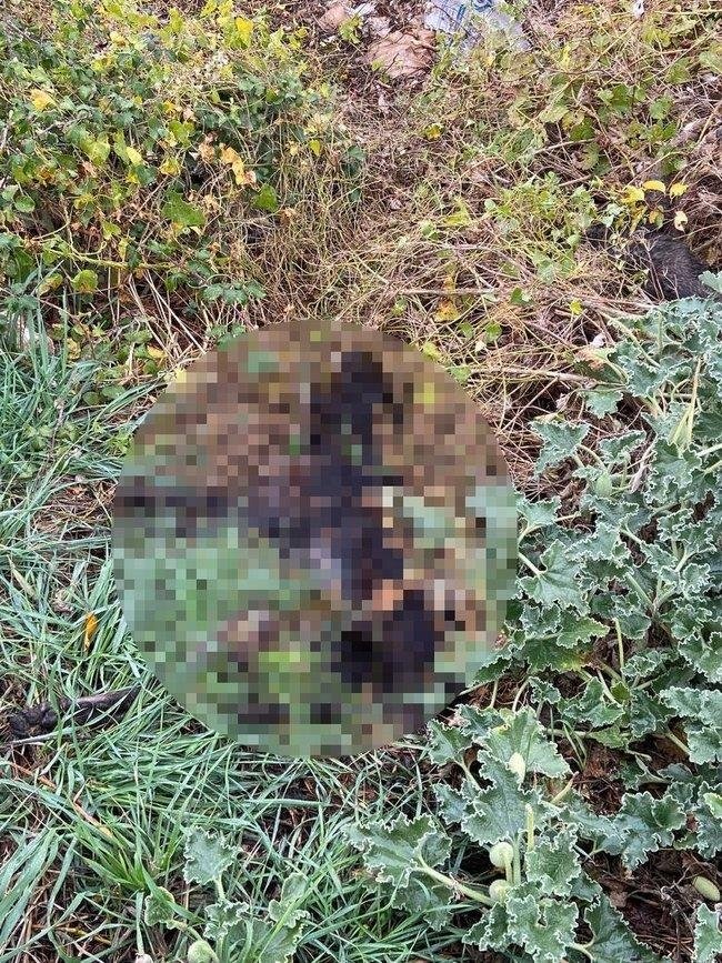 Çanakkale’de vahşet! Barınaktaki köpekler açlıktan birbirlerini yedi