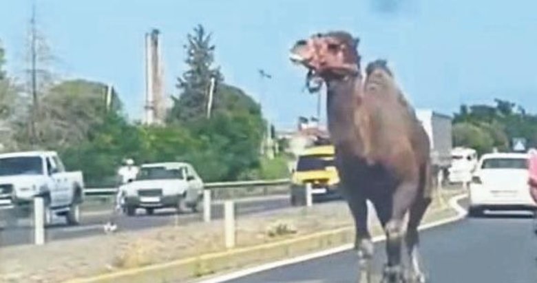 Yola çıkan deve trafigi alt üst etti
