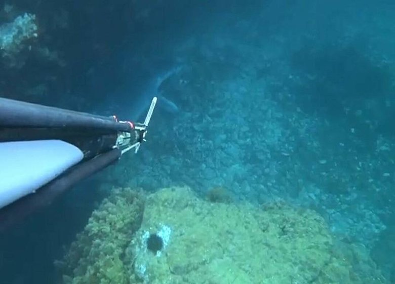 Bozcaada’da dalış yaparken görüntüledi: Davranışları aynen bir köpek gibiydi