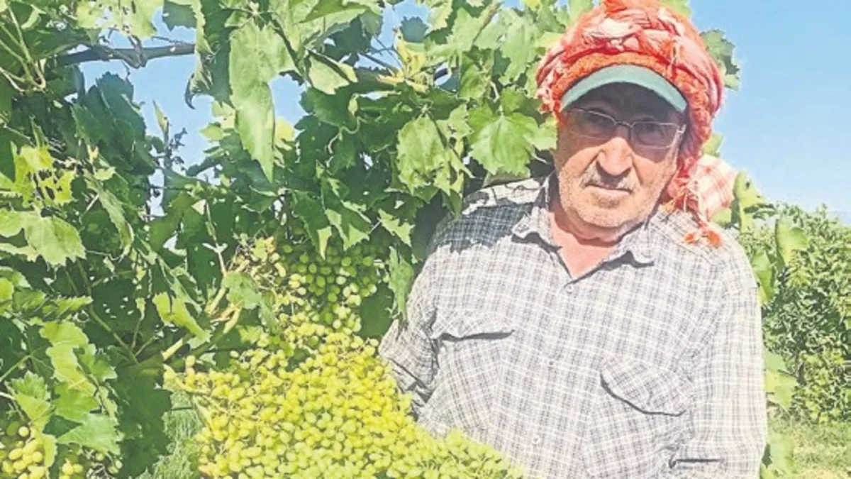 Sarıgöl Sultaniye Üzümü Hasadı Öncesi Son Hazırlıklar Tamamlanıyor: Dev Salkımlar Üreticinin Yüzünü Güldürüyor