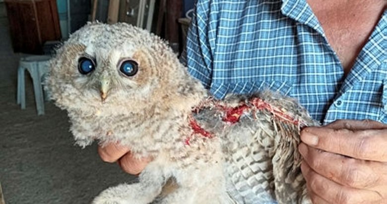 Yaralı kukumav baykuş tedavi altına alındı