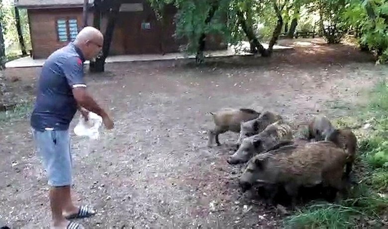 Yiyecek bulmak için sahile inen domuz sürüsünü elleri ile besledi
