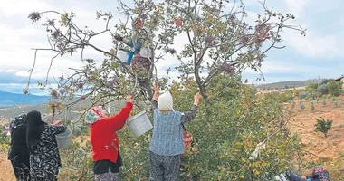 Manisalı kadınların çitlembik mesaisi