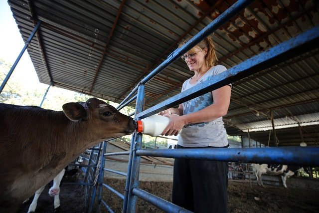 İngiliz gelin, aşkı için çiftçi oldu