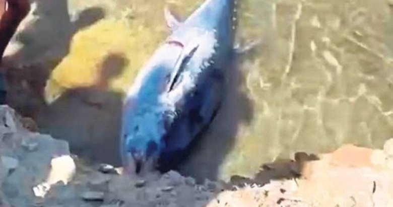 Çeşme’de kıyıya vuran orkinoslara inceleme