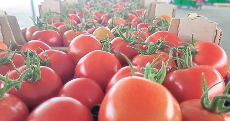 Aydın’ın tarım üssünden Avrupa’ya domates ihracatı