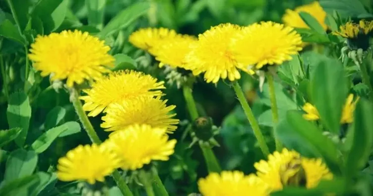 Tıbbın babası İbni- Sina bin yıl önce önerdi! Şeker hastalığı için mucizevi bitki