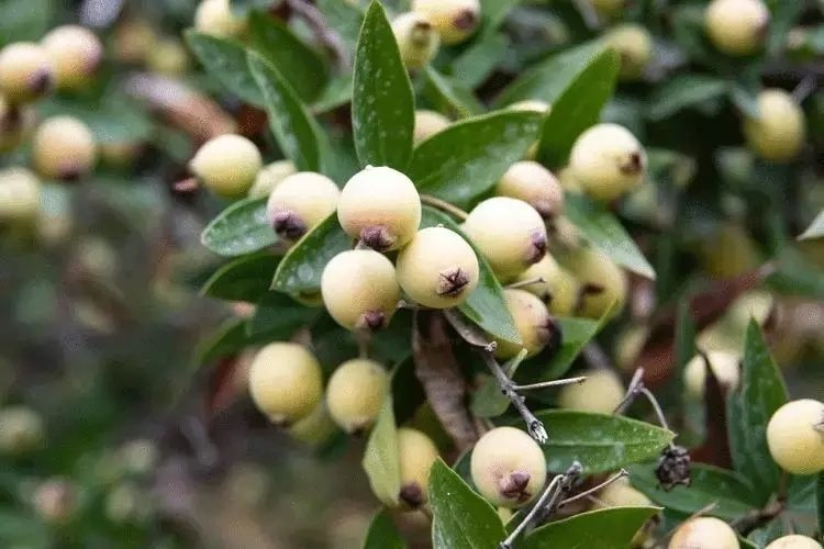 Hambales Murt neye iyi gelir? Faydaları nelerdir?