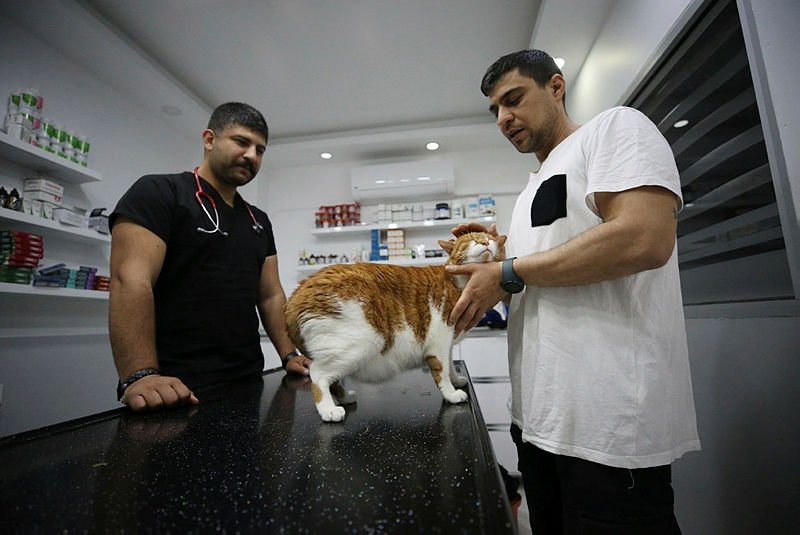 Fazla kilolarıyla başı dertte olan kediye mide botoksu yapıldı