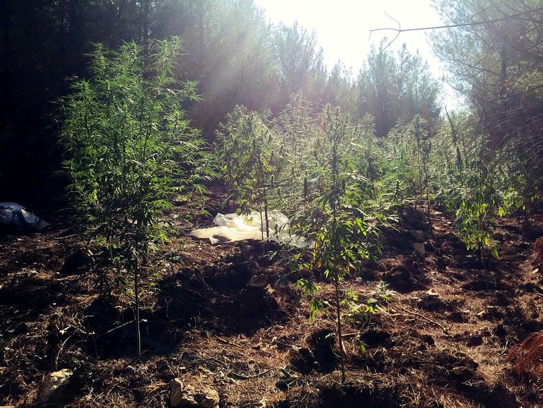 Manisa’da Hint keneviri operasyonu