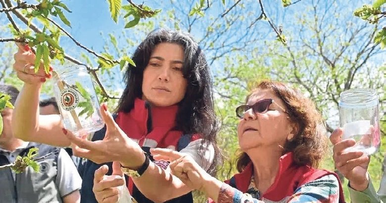 Kestane üssü Aydın’da doğa dostu mücadele