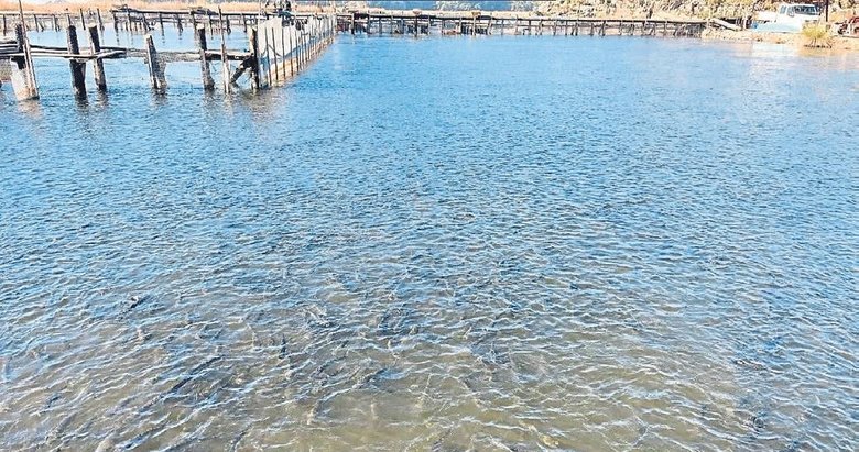 Milyonlarca Kefal Dalyan’da buluşuyor