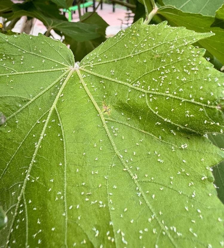 İzmirliye çile oldu! Beyaz sineklerden ne zaman kurtulacağız? Uzmanı tarih verdi