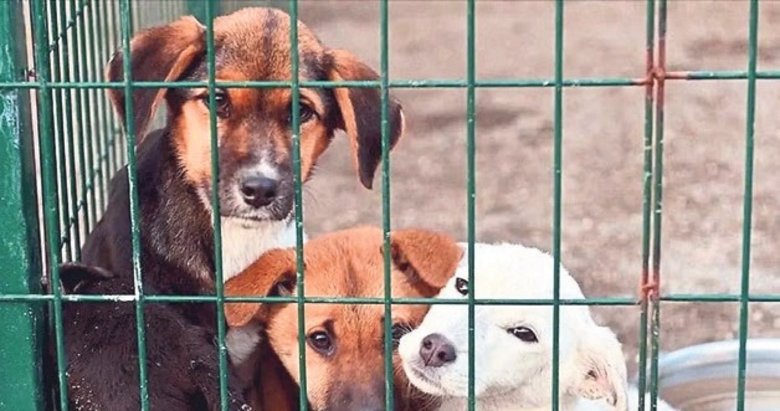 Sahipsiz hayvanlara 200 dönümlük yaşam alanı