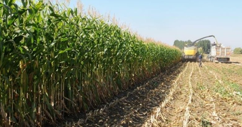 Silajlık mısırla ekonomiye 100 milyon liralık katkı