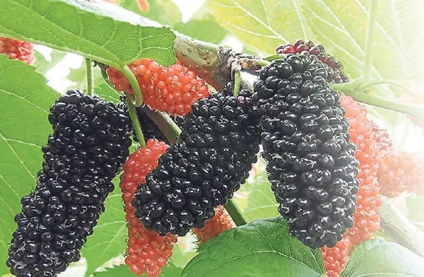 izmirde-hasadi-basladi-guzellik-iksiri-karadut-1785012397495.jpeg