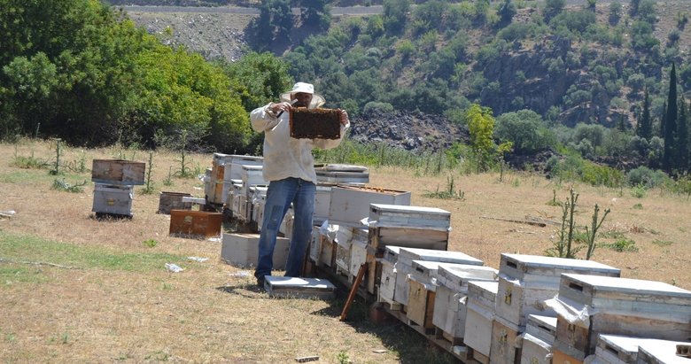 Arıcılığına değer katacak proje! Türkiye’nin ana arı ihtiyacını giderecekler