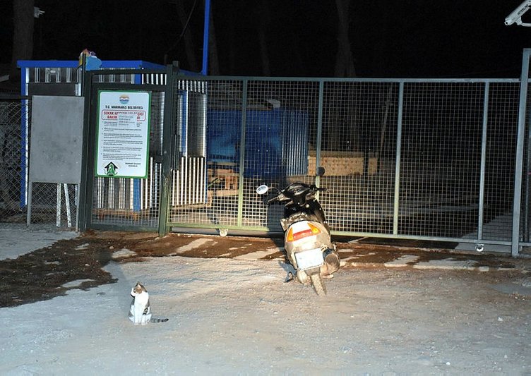 Muğla Marmaris’te barınaktan pitbull cinsi köpek çalınmıştı! Bakın hırsız kim çıktı?