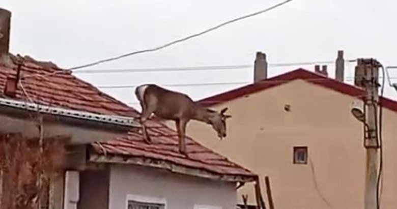 Köpeklerden korkup çatıya çıkan geyik can verdi!