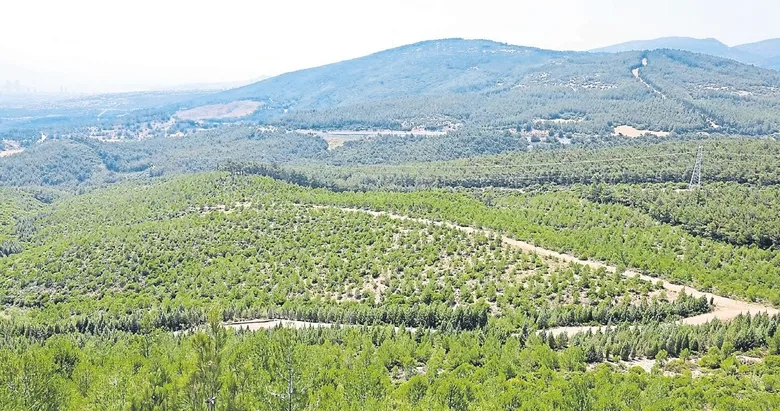 Dron saldırılarına karşı yeşil savunma