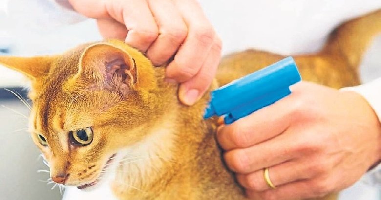 Evcil hayvanların mikroçip kayıtları 31 Aralık’ta bitiyor