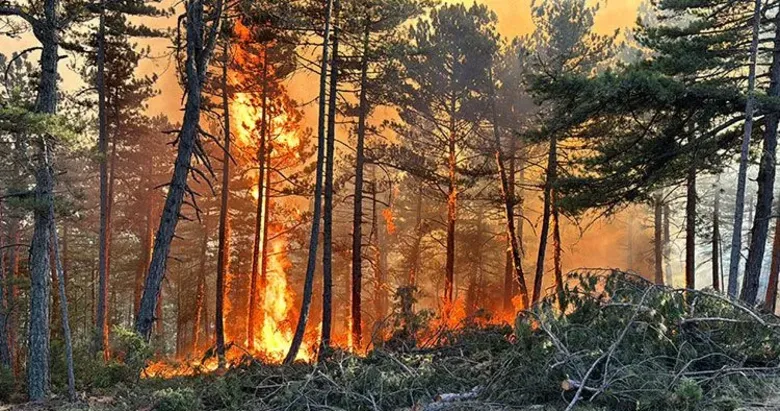 Çanakkale’de yanan ormanlar küllerinden doguyor
